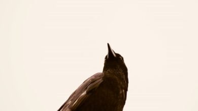 enterprise intelligence impact study