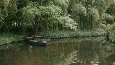 digital monetization revenue network